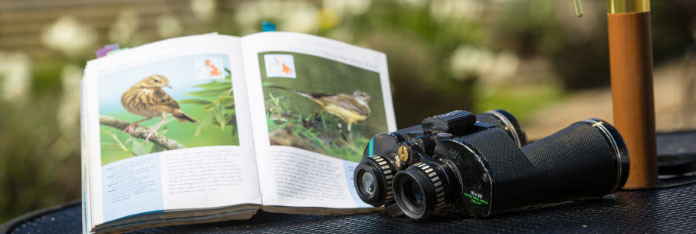 Bird Spotting in Battlesteads Garden