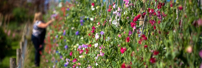 Grow your Own Wedding Flowers