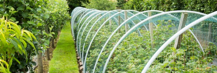 Kitchen Garden