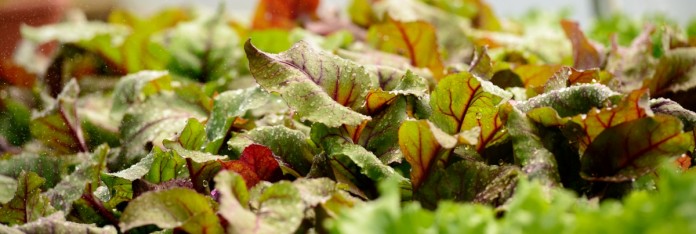 Leaves being Watered