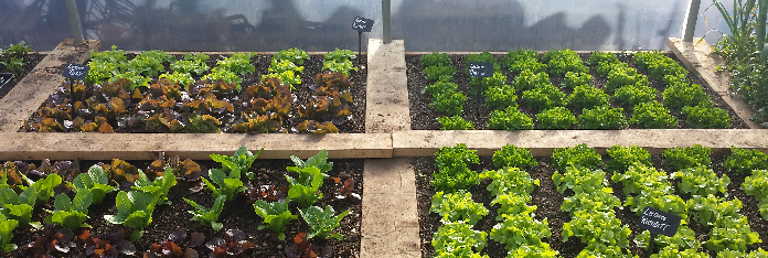 Polytunnel