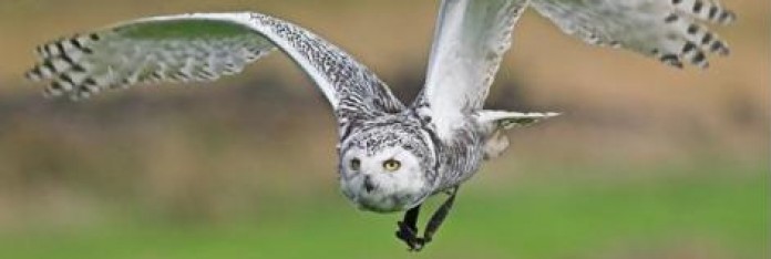 Snowy Owl at Falconry Days