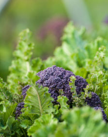 Cauliflower at Battlesteads