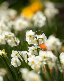 Flowers at Battlesteads