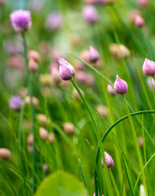 Pink Flowers at Battlesteads