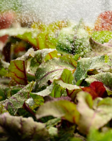 Plants Being Watered at Battlesteads