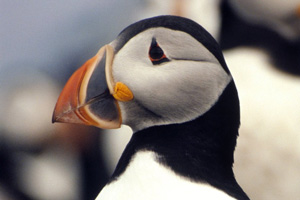 Puffins at The Farne Islands (Official Photo by Joe Cornish)