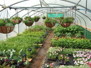 Polytunnel in Battlesteads Garden